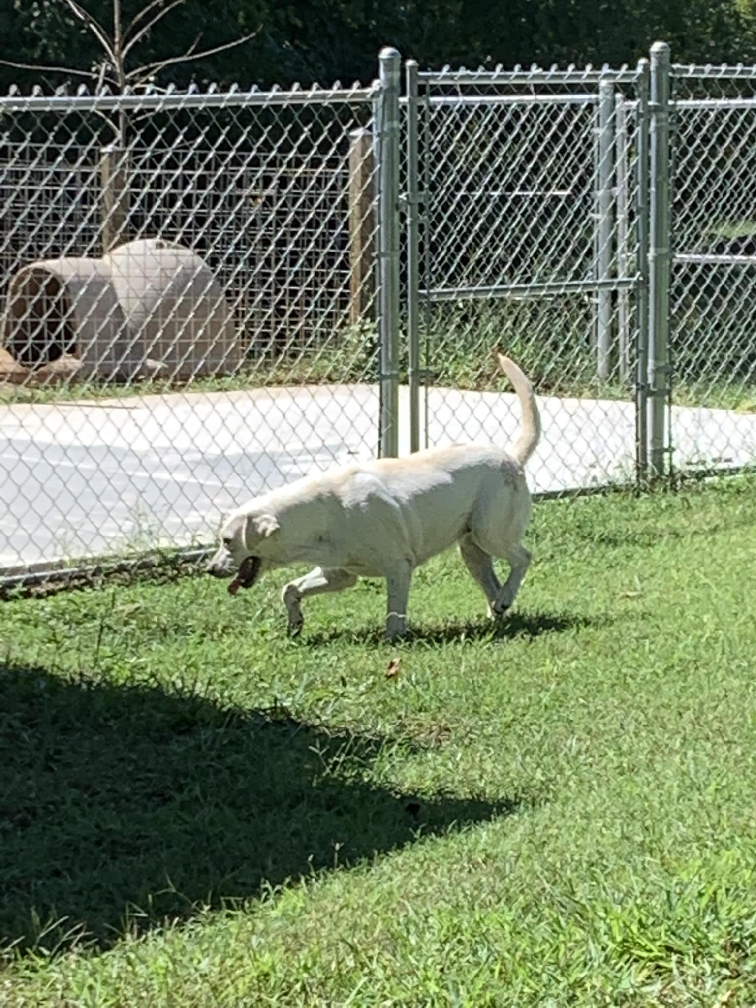 Winter 2024 Litter Coming Up Idle Wild Labradors   Riley 324744954 853459545872370 4917567299493329354 N 